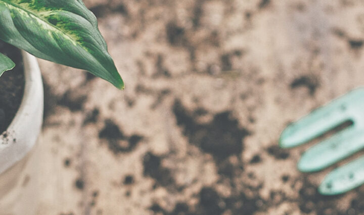 Allotment