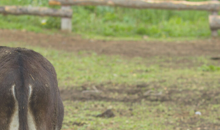 donkey