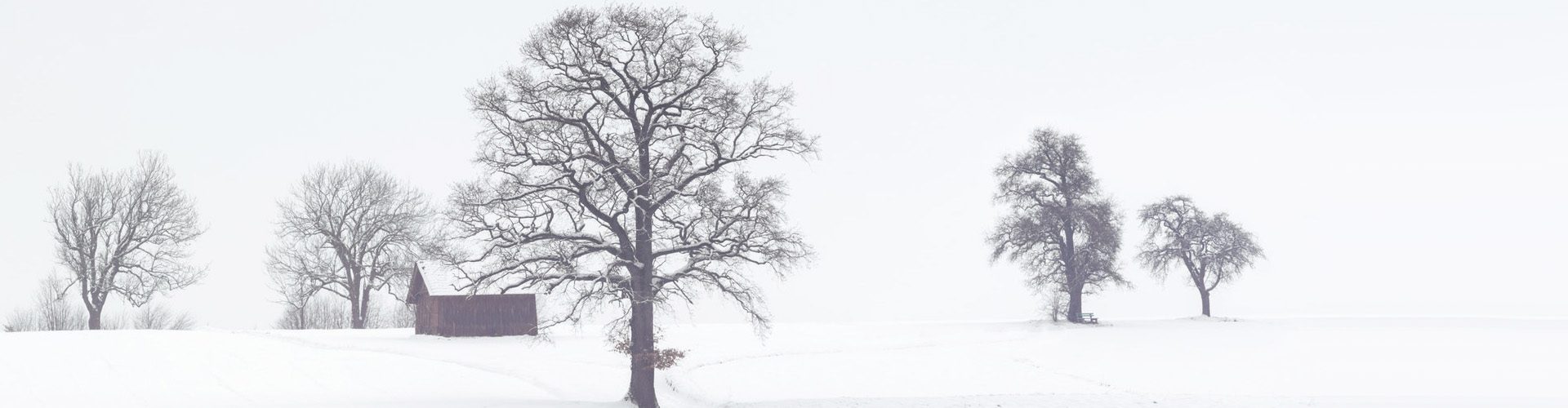 dog walking in winter