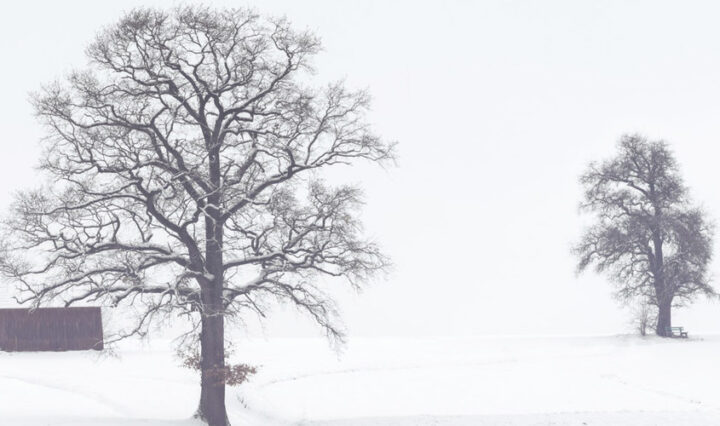 dog walking in winter