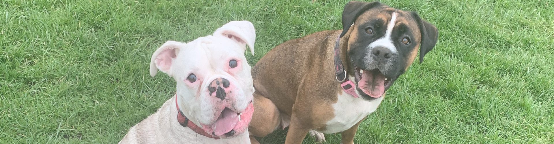 boxer dogs