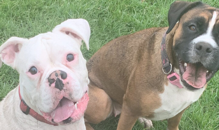 tips for keeping comfortable when dog walking - two boxer dogs