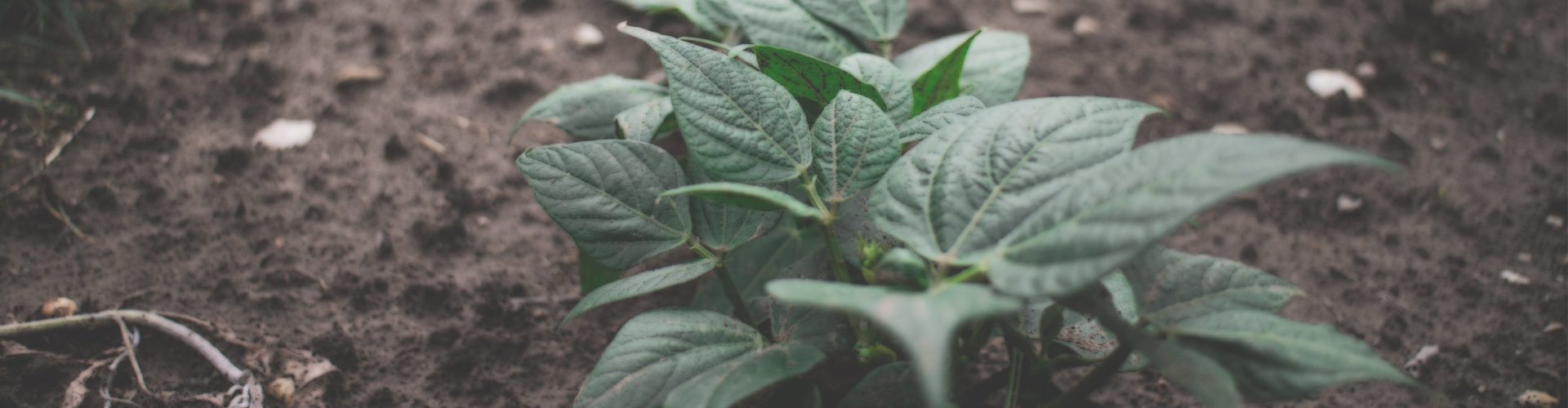 plants