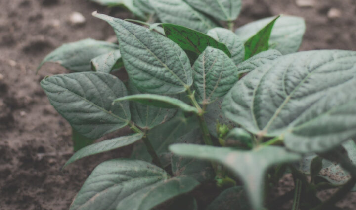 plants