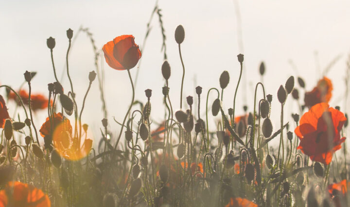 iconic WW1 Images