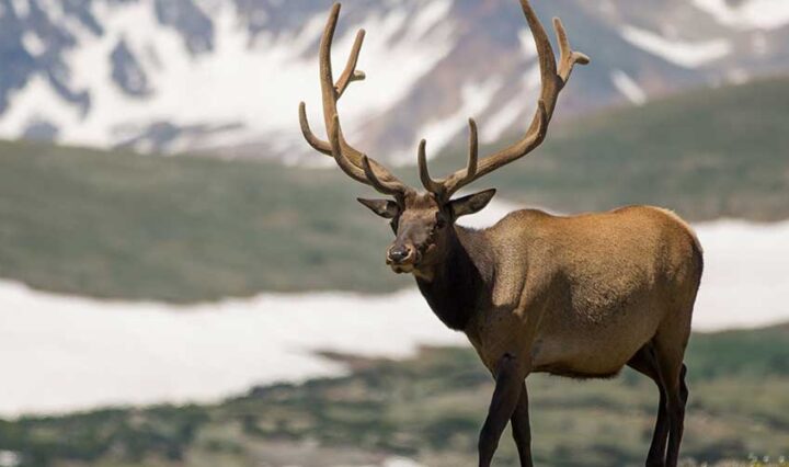 reindeer