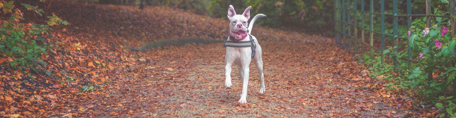 bad dog - monty running in the park