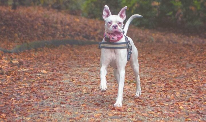 bad dog - monty running in the park