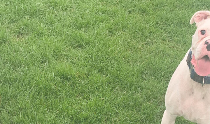 a brown boxer dog and wa white boxer dog on grass