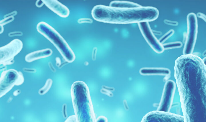 bacteria