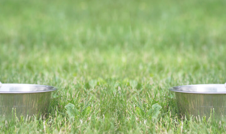 Keto for Pets - puppy eating dog food