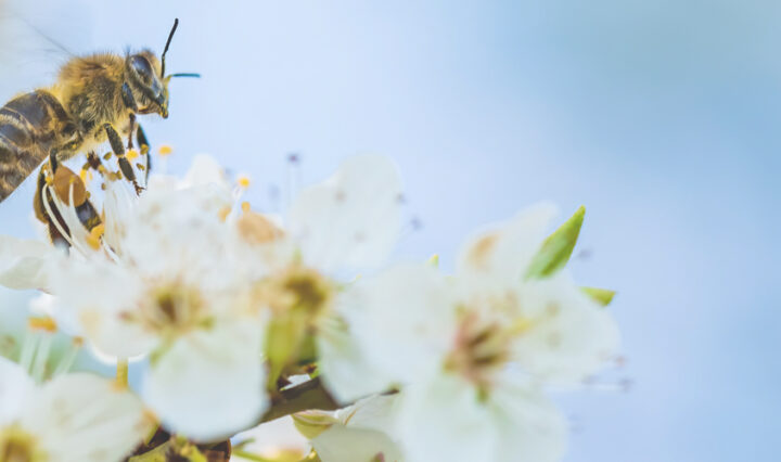 bee on flower