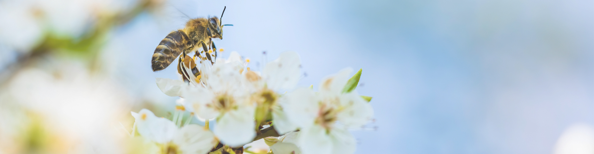 bee on flower